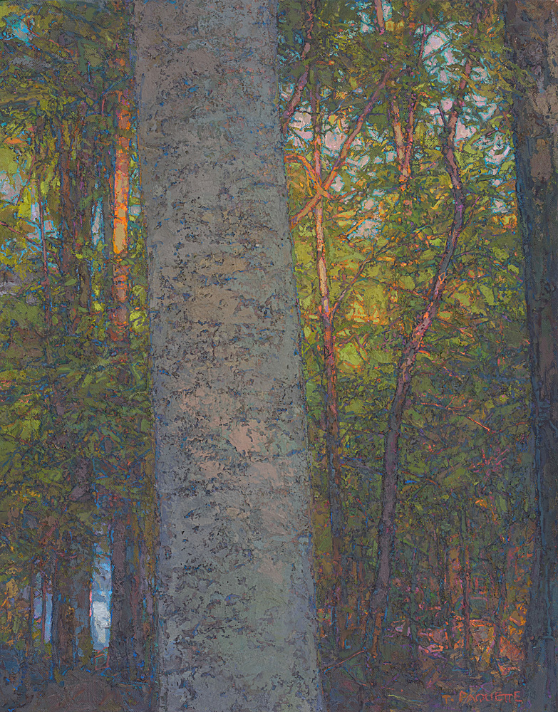 Stalwart Beech, 28 x 22